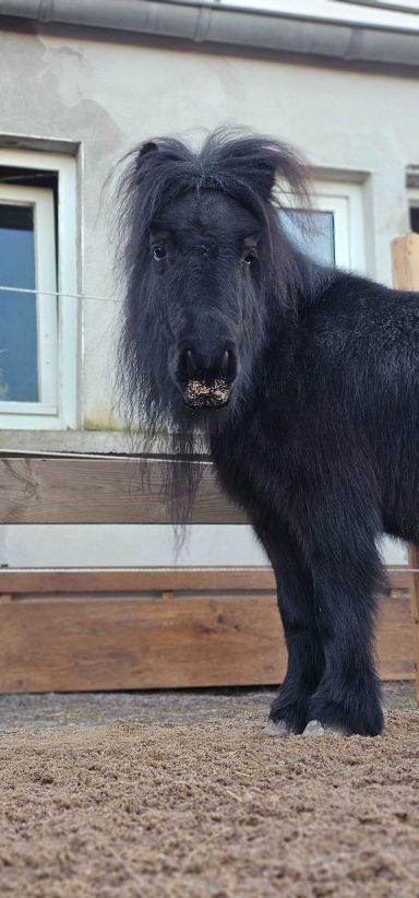 Paco frisch vom Friseur