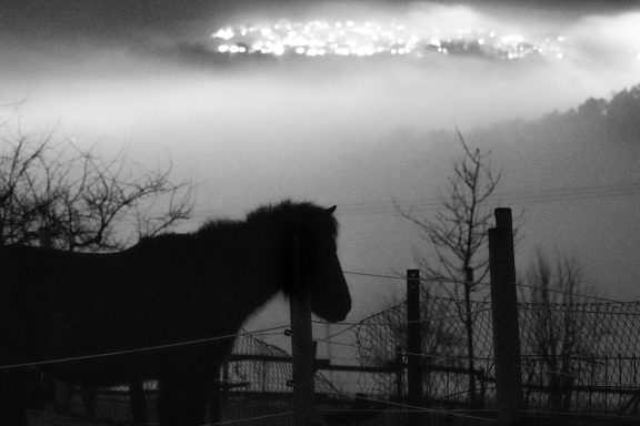 Paco im Abendnebel